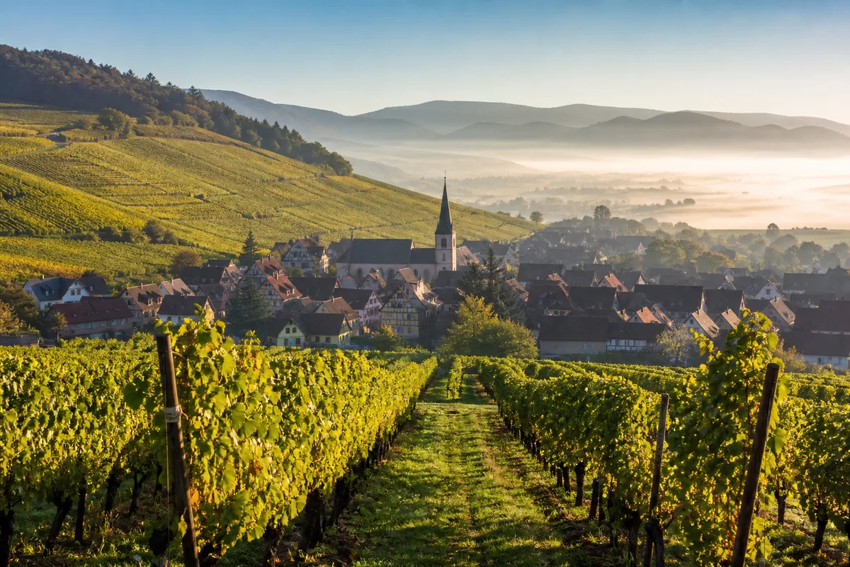 Vue d’un village viticole alsacien entouré de vignes au petit matin
